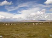 川西高寒草原旅游攻略 之 牛羊遍野
