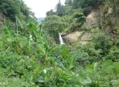 洪江雪峰山风景区旅游攻略 之 植物