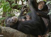 上海野生动物园旅游攻略 之 猩猩馆