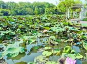 台北植物园旅游攻略 之 荷花池