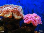 广西北海海底世界旅游攻略 之 珊瑚廊