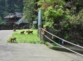 重庆南川金佛山-神龙峡旅游攻略 之 猴园