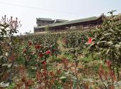 重庆巴南中泰天心佛文化旅游区旅游攻略 之 生态园林