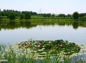 北京顺义汉石桥湿地景区旅游攻略 之 湿地植物园