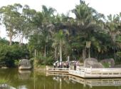 厦门万石山植物园旅游攻略 之 棕榈岛