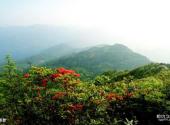 广西岑王老山国家级自然保护区旅游攻略 之 春景