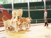 广州长隆野生动物世界旅游攻略 之 白虎表演