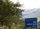 西藏勒布沟景区旅游攻略 之 红豆杉