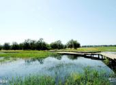 张掖国家湿地公园旅游攻略 之 植物资源