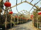 安徽禾泉农庄旅游攻略 之 绿色长廊