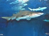 上海海洋水族馆旅游攻略 之 沙虎鲨