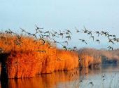宁夏沙湖旅游景区旅游攻略 之 百鸟乐园景区