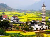 建德新叶古村旅游攻略 之 油菜花田