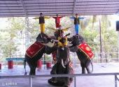 兴隆亚洲风情园旅游攻略 之 亚洲象表演