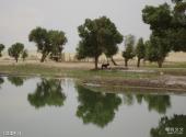 新疆罗布人村寨旅游攻略 之 塔里木河