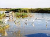 宁河七里海国家湿地公园旅游攻略 之 鸟类
