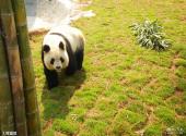 安吉竹子博览园旅游攻略 之 熊猫馆