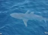 厄瓜多尔加拉帕戈斯群岛旅游攻略 之 鲨鱼