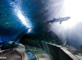 北京太平洋汉海海底世界旅游攻略 之 海底隧道