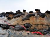 台湾野柳地质公园旅游攻略 之 海狗石