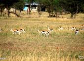 坦桑尼亚塞伦盖蒂国家公园旅游攻略 之 食草动物