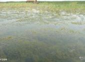 河北衡水湖国家级自然保护区旅游攻略 之 水生植物