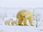 重庆野生动物世界旅游攻略 之 北极熊园