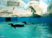 北京动物园旅游攻略 之 企鹅馆