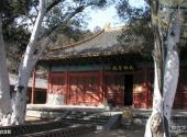 北京法海寺旅游攻略 之 白龙松