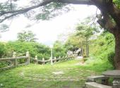 珠海香山公园旅游攻略 之 绿化