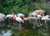 广州长隆野生动物世界旅游攻略 之 亚马逊热带雨林