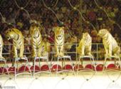 杭州野生动物世界旅游攻略 之 马戏表演场