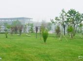 天津师范大学校园风光 之 绿树