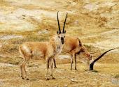 西藏色林错国家级自然保护区旅游攻略 之 藏羚