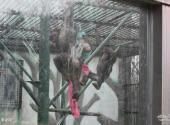 南京红山森林动物园旅游攻略 之 黑猩猩