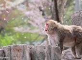 日本札幌旅游攻略 之 圆山动物园