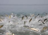 新疆博斯腾湖旅游攻略 之 鱼类