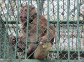 南京红山森林动物园旅游攻略 之 熊猴
