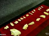 西安蓝田猿人遗址旅游攻略 之 动物牙齿化石