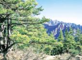 宁夏苏峪口国家森林公园旅游攻略 之 青松岭