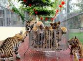 三亚龙虎园旅游攻略 之 老虎繁殖驯养区