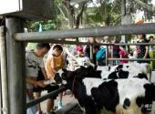 深圳光明农场大观园旅游区旅游攻略 之 亲牛园