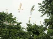 紫蓬山国家森林公园旅游攻略 之 白鹭
