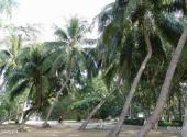 海南大学校园风光 之 椰子林