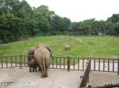 重庆动物园旅游攻略 之 大象馆