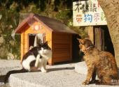 台湾猴硐猫村旅游攻略 之 猫咪