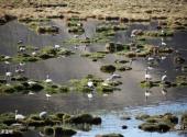 甘肃盐池湾国家级自然保护区旅游攻略 之 沼泽湿地