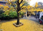 无锡锡惠园林文物名胜区旅游攻略 之 古银杏树
