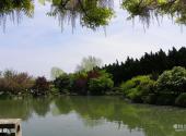 上海嘉定古城旅游攻略 之 紫藤公园