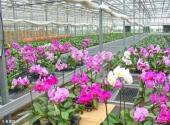 津南国家农业科技园旅游攻略 之 名贵花卉